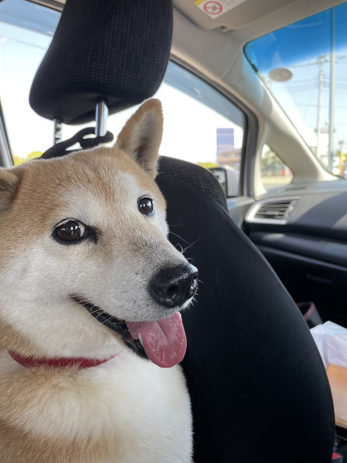 さくら