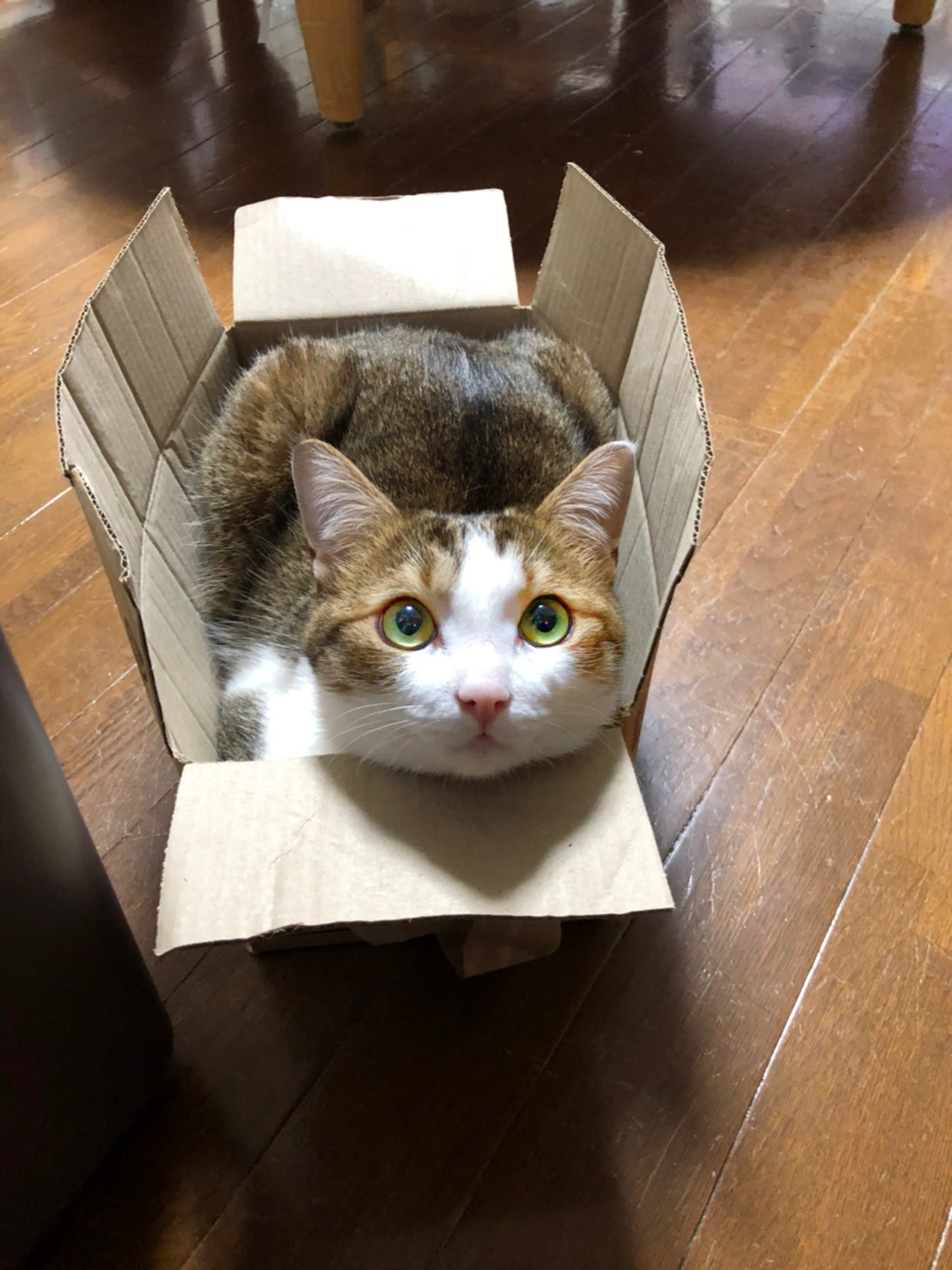 こたろう