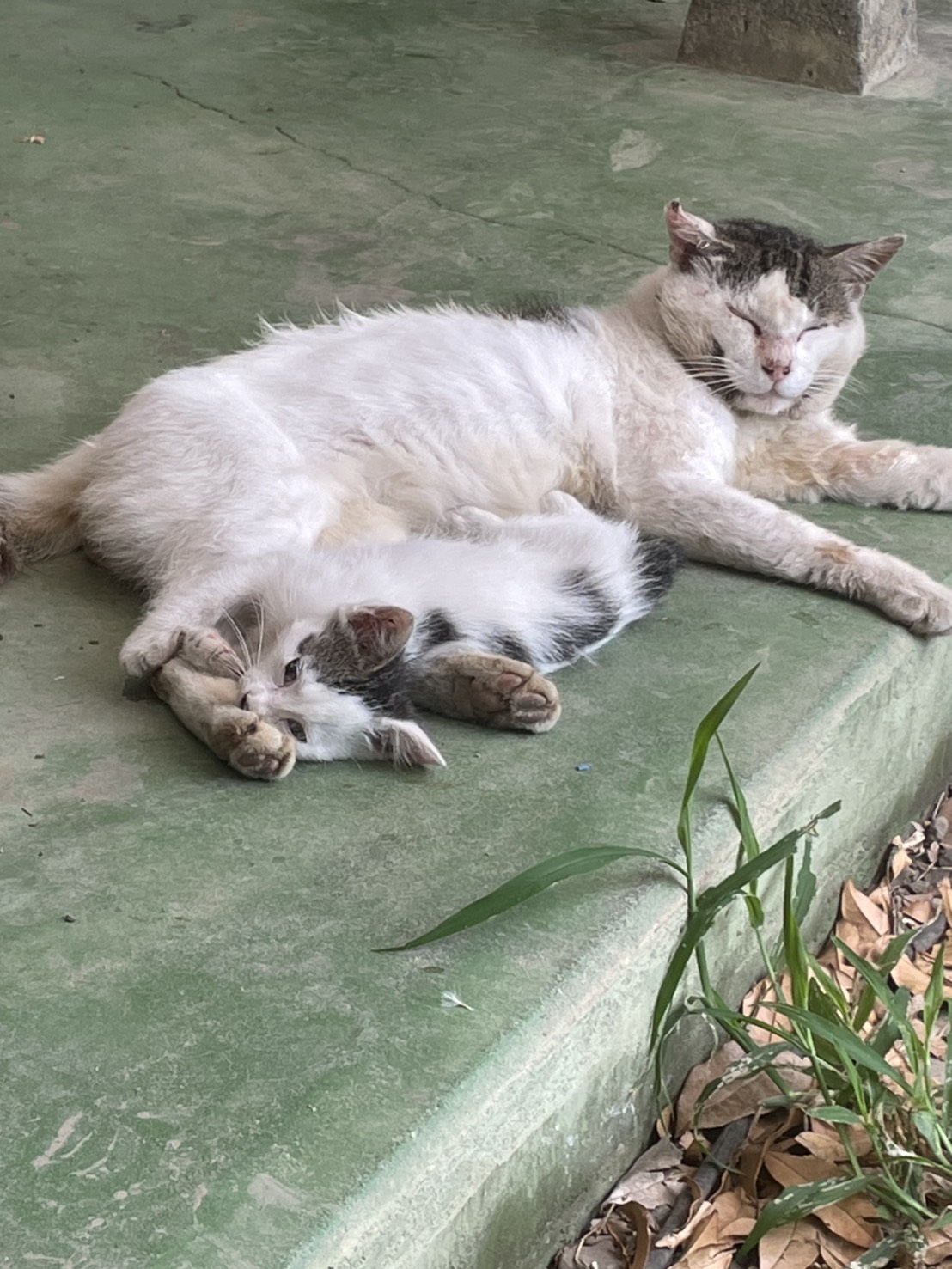オヤジと息子