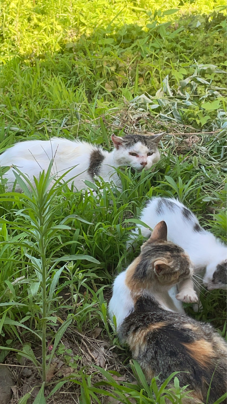 猫ファミリー
