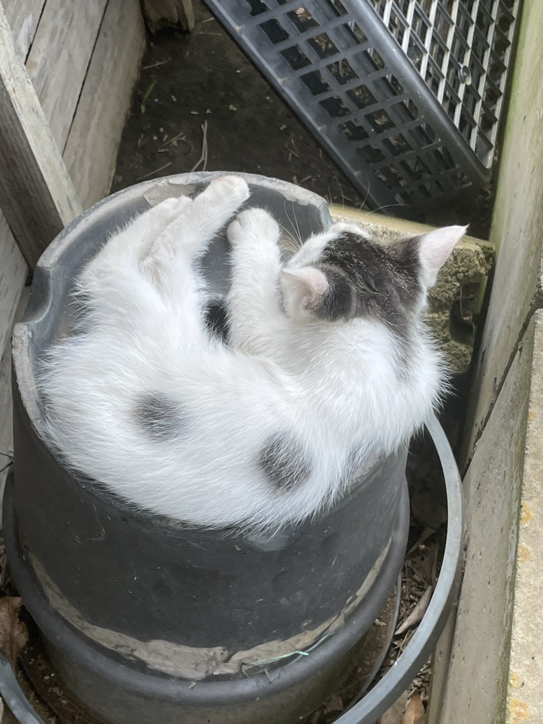 バケツの上でまん丸こねこさん