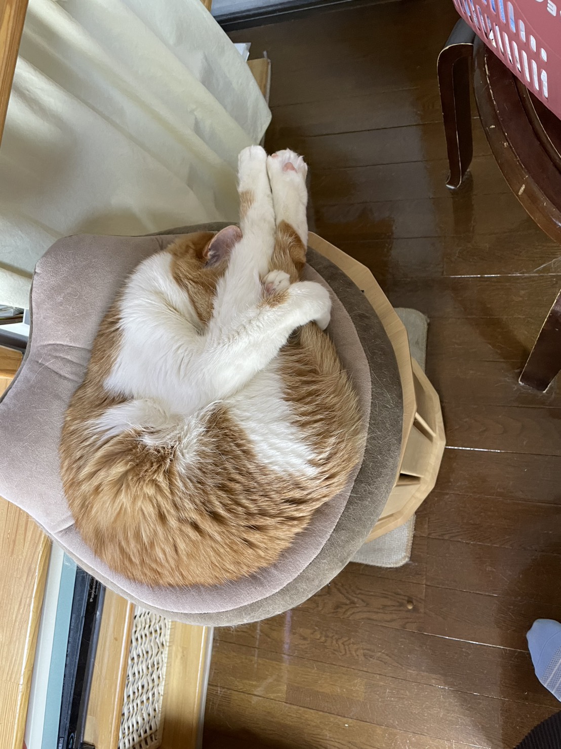 見事なニャンモナイト