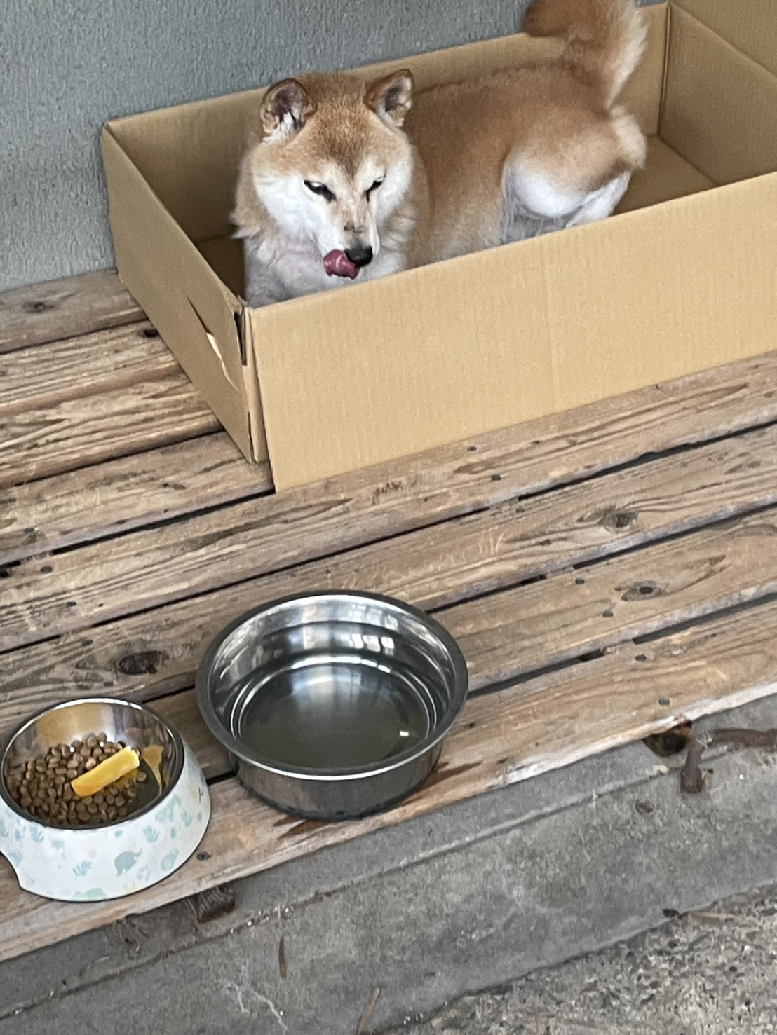 ダンボールの柴犬📦